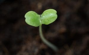 NutriHydro Pre-Germinated Seeds