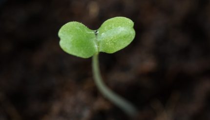 NutriHydro Pre-Germinated Seeds
