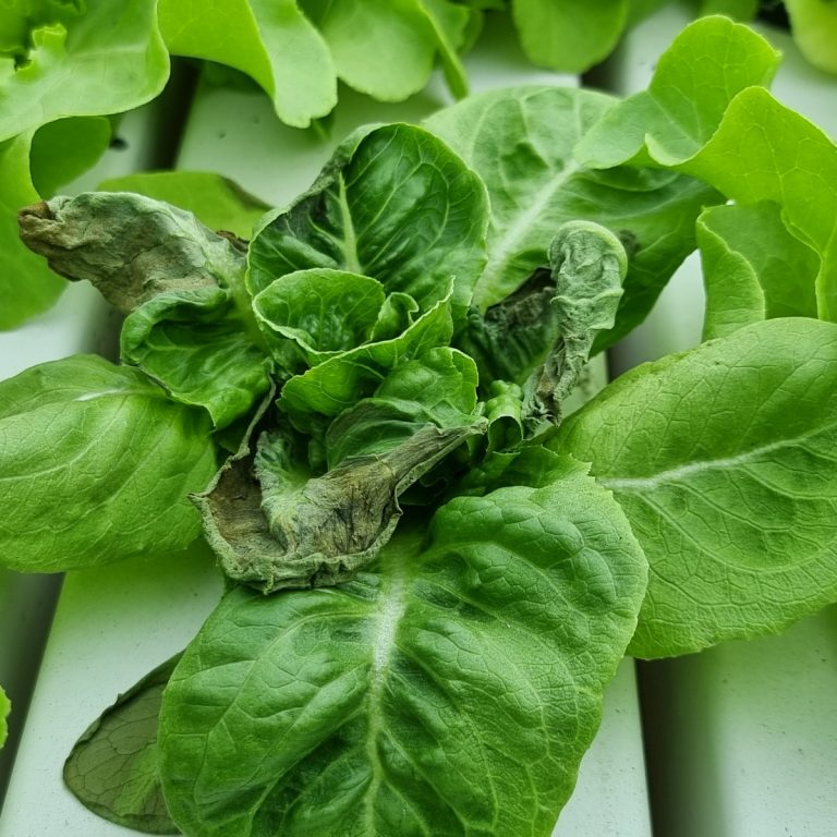 Understanding and Managing Tip Burns in Hydroponic Lettuce Cultivation