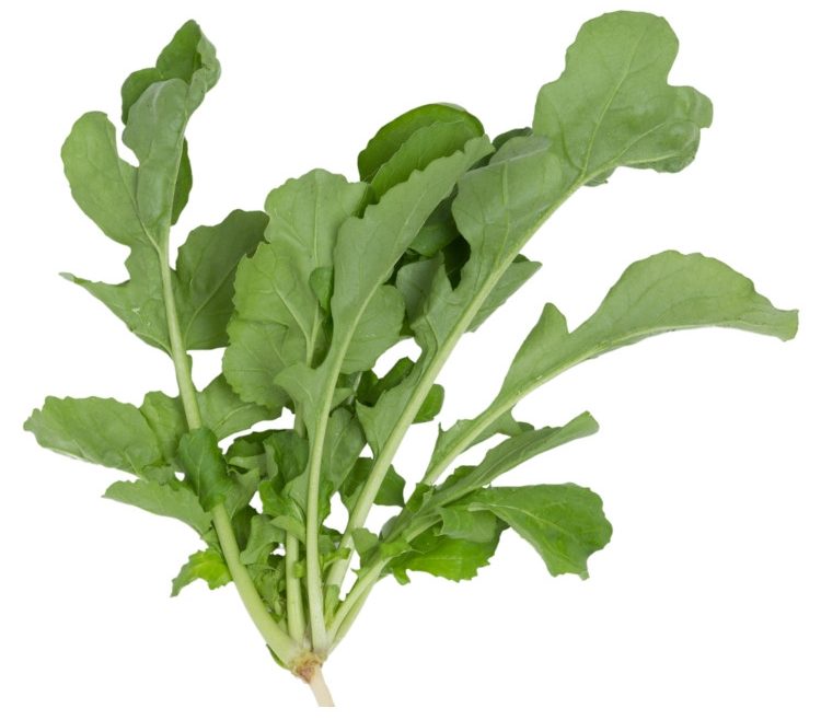 Arugula Roquette Herb