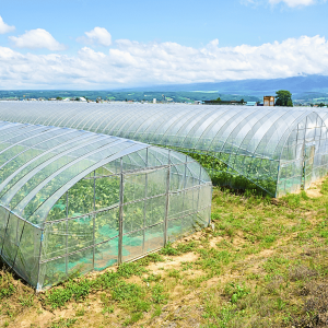 Commercial Viability in Growing Lettuce