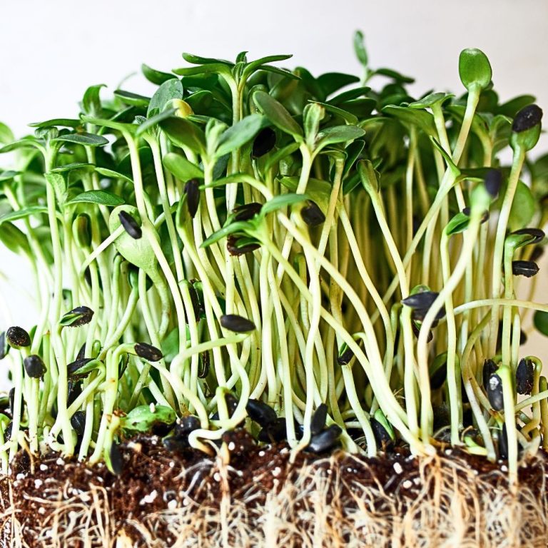 Microgreens; A Fast, Easy and Complete Growing Guide