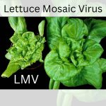 Lettuce Mosaic Virus : Wilt and Die Series