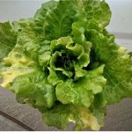 Lettuce Necrotic Yellow Virus : Wilt & Die Series