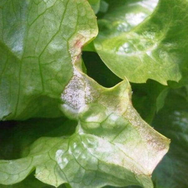 Powdery Mildew Wilt & Die Series