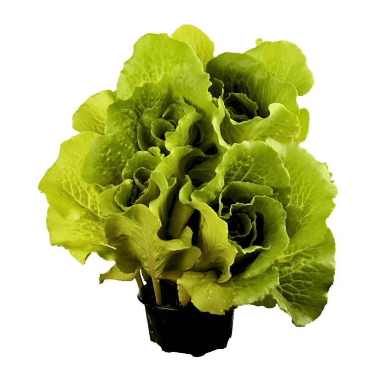 Yellow Bottom Leaves and Stunted Growth