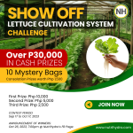 Lettuce Cultivation Challenge
