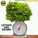 Unlocking 400 Gram Lettuce Heads
