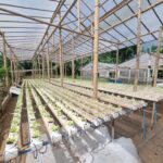 Nagcarlan Hydroponic Growers: Cultivating Unity and Success in Laguna