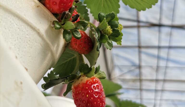 Young Farmer Grows Strawberries in the Lowlands